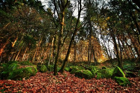 波特兰，俄勒冈，树木，叶子，森林，自然