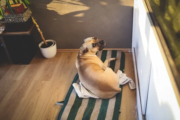狗，Amstaff，大，动物，床，说谎，寻找