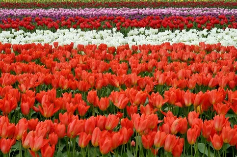 郁金香,郁金香花,花海,克鲁西郁金香,紫颜色的花,色彩艳丽的郁金香领域 郁金香,郁金香花,花海,克鲁西郁金香,紫颜色的花,色彩艳丽的郁金香领域