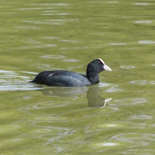 秃头，老傻瓜，美国*，游泳，黑色