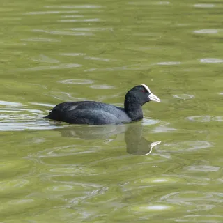 秃头，老傻瓜，美国*，游泳，黑色
