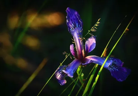 鸢尾鸢尾花,花,性质,颜色 鸢尾鸢尾花,花,性质,颜色