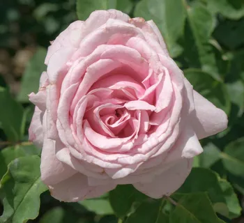 罗莎,花,黄色,玫瑰花园,花瓶与花 罗莎,花,黄色,玫瑰花园,花瓶与花