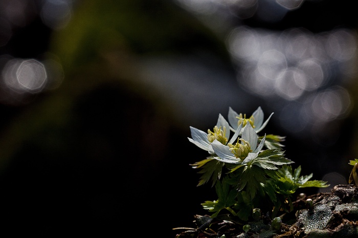 Modemipul，野花，旗袍山