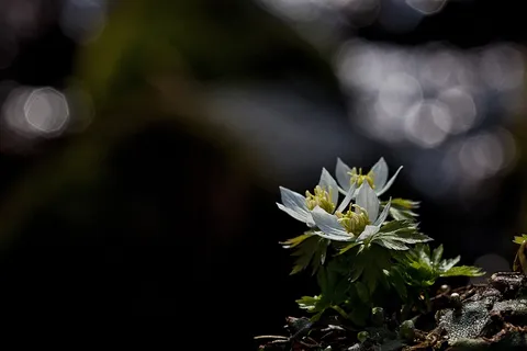 Modemipul,野花,旗袍山 Modemipul,野花,旗袍山