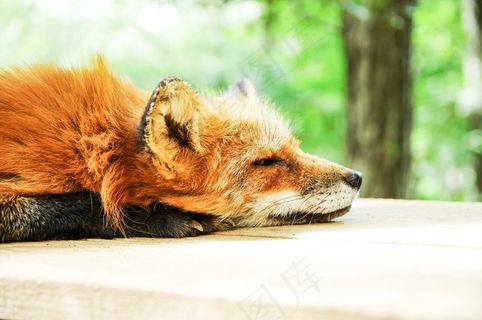 动物，狐狸，睡眠，睡觉，可爱