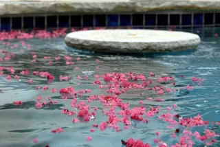 植物,工艺品,湖泊,花卉,树,粉