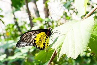 蝴蝶，叶子，自然，春天，夏天，绿色，植物