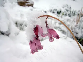 雪，冻结，寒冷，花
