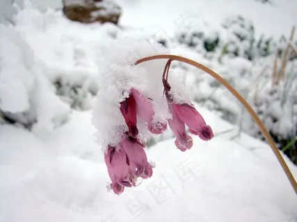 雪,冻结,寒冷,花 雪,冻结,寒冷,花