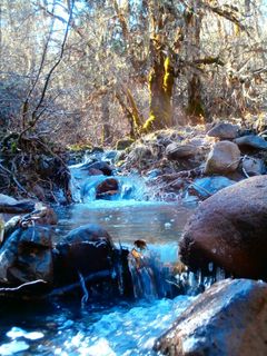 溪，森林，树木，景观，荒野，风景