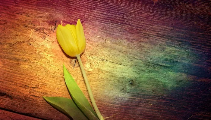 郁金香，花，黄色的花，香，黄色