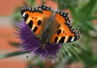 蝴蝶，小狐狸，蝴蝶，开花，盛开