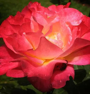 玫瑰,深粉红色,花,花的,橙色,盛开 玫瑰,深粉红色,花,花的,橙色,盛开