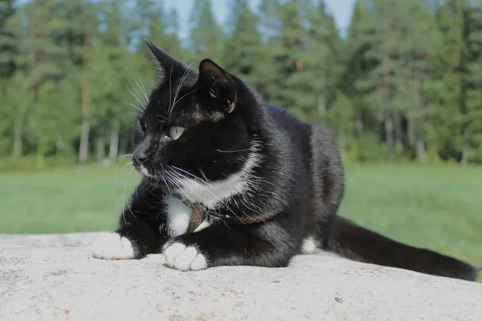 猫，动物，小猫，宠物