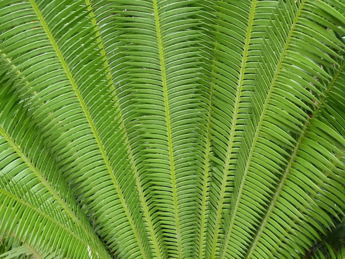 蕨类，植物，绿色，背景，叶子，叶子