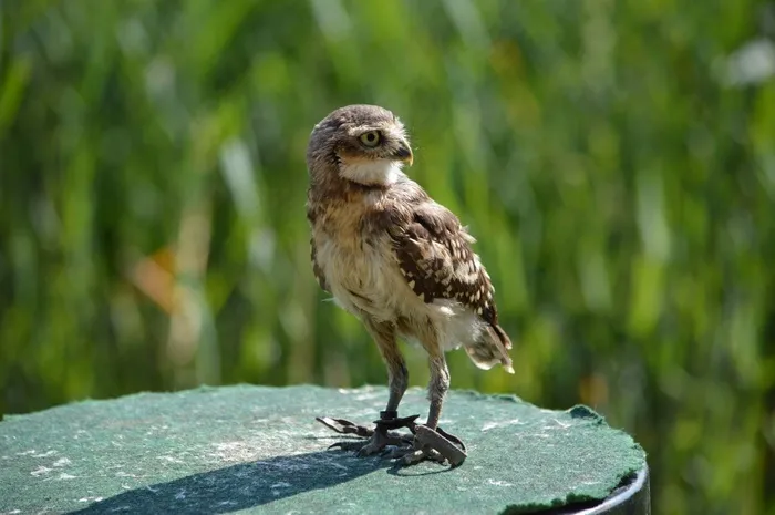 猎鹰，渺小，美国，鸟，飞，翅膀，羽毛