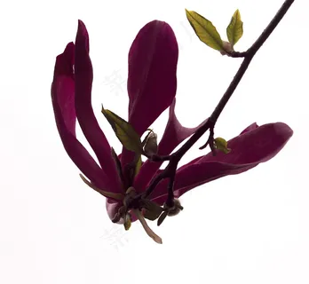 玉兰花,花,郁金香科,美丽 玉兰花,花,郁金香科,美丽