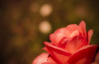 花，粉红色，盛开，性质，粉红色的花朵，宏