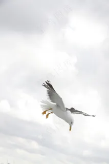 海鸥，鸟，翅膀，飞，自然