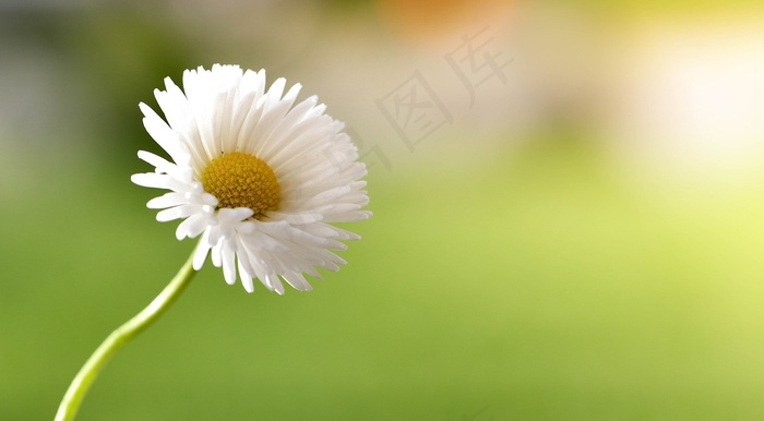 雏菊，花，指出花，白黄色，自然