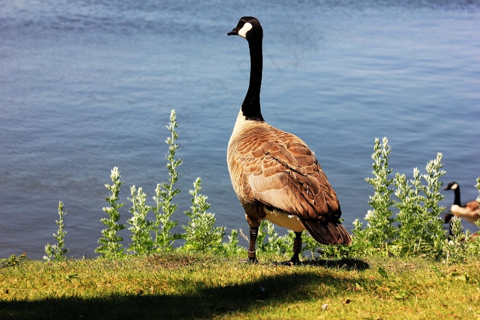鹅，里贾纳，萨斯喀彻温，鹅，自然，加拿大