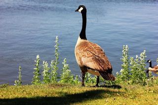 鹅，里贾纳，萨斯喀彻温，鹅，自然，加拿大
