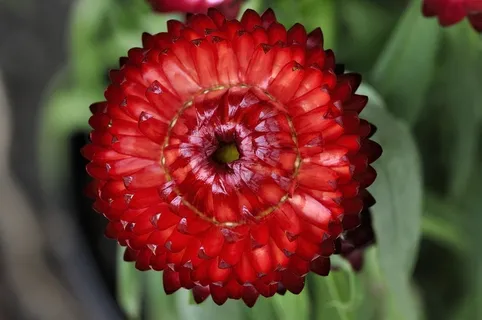 Italicum,花,红色,植物,开花,盛开,橙色 Italicum,花,红色,植物,开花,盛开,橙色