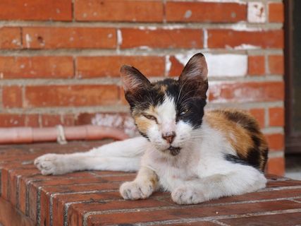 猫，流浪，动物，猫的，毛皮