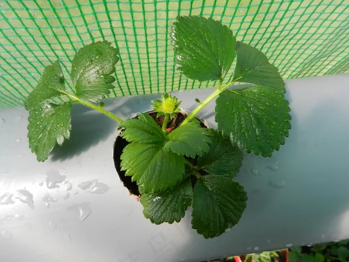 草莓，植物，春天，自然