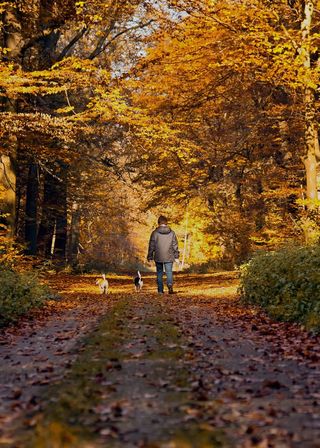 森林路径，秋季，步行者，狗，秋天的落叶，心情