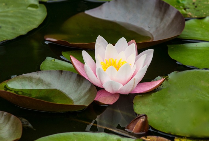 玫瑰，睡莲，水，粉红色，花，花园池塘