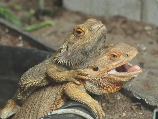 爬行动物，玩游戏，服从，重