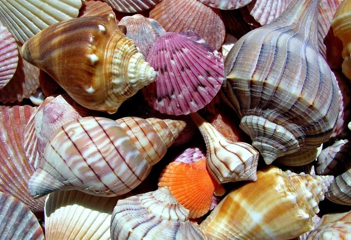 海军陆战队，壳，后方