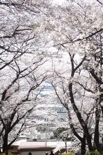 公园,春天的花朵,离焦,樱花 公园,春天的花朵,离焦,樱花