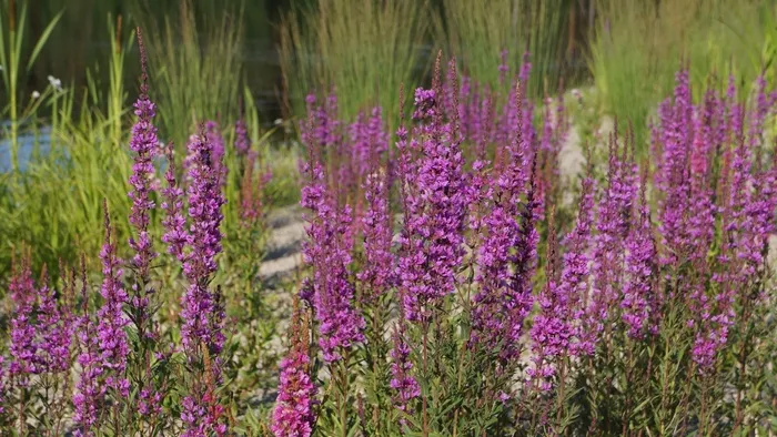 红色花朵，花园，植物