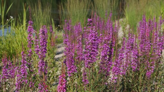 红色花朵，花园，植物