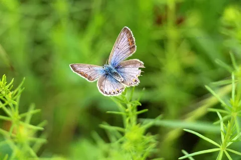 蓝蝶,蓝灰蝶,灰蝶,美洲灰蝶,花卉,蝴蝶飞过草 蓝蝶,蓝灰蝶,灰蝶,美洲灰蝶,花卉,蝴蝶飞过草