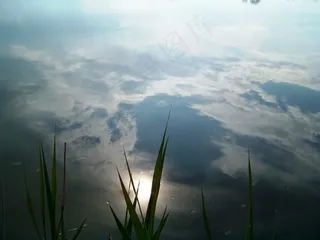 倒影，水，甘蔗，池塘