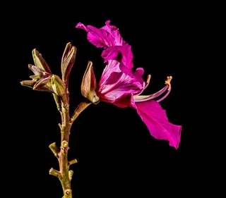 开花，花，紫色，明亮