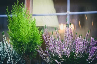 景观，花园，郁郁葱葱，绿色，开花，盛开