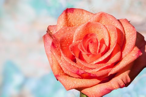 玫瑰，复合材料，开花，盛开，夏天，性质，植物