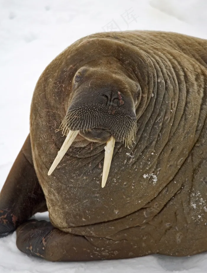 海象,Odobenidae,Odobenus,象牙,大,橡胶 海象,Odobenidae,Odobenus,象牙,大,橡胶