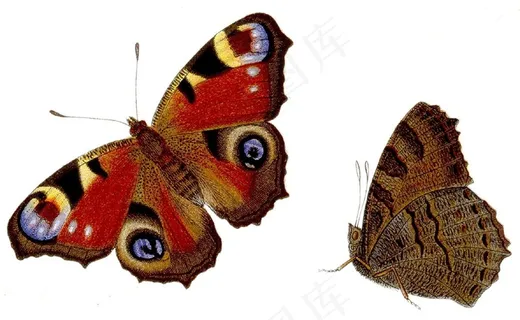 蝴蝶,Inachis Io,孔雀,Tagpfauenauge 蝴蝶,Inachis Io,孔雀,Tagpfauenauge