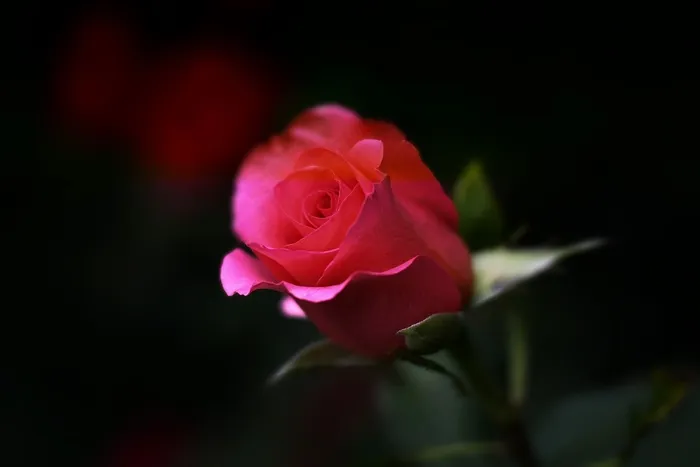 玫瑰，花，自然，花的，浪漫，爱情，红色，粉红色