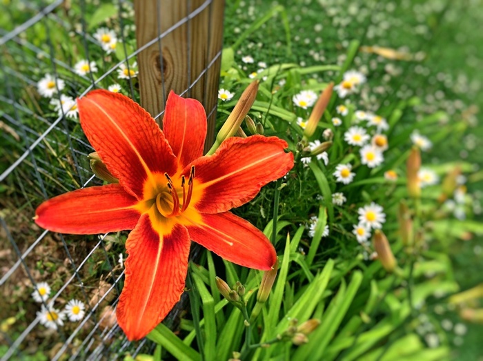 鲜花，夏天，自然，花的，植物，绿色，开花