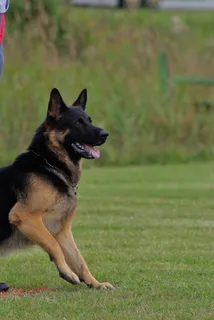 德国牧羊犬,狗,服从,动物,宠物 德国牧羊犬,狗,服从,动物,宠物