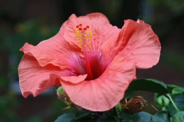 芙蓉花，花，开花，房间，芙蓉花，植物