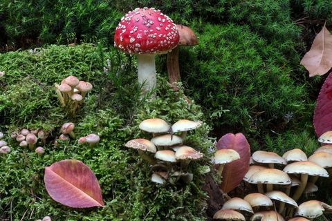 森林，苔藓，蘑菇，苔藓Fliegenpilz，森林地板