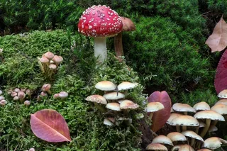 森林，苔藓，蘑菇，苔藓Fliegenpilz，森林地板